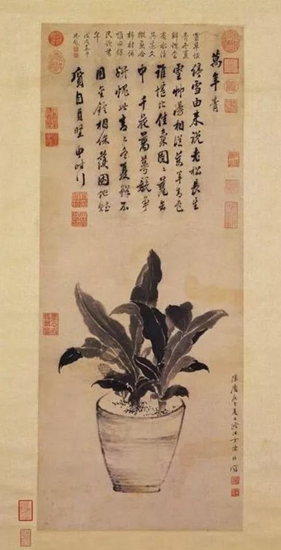 明代陈栝绘《万年青》